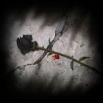 Ultime raccomandazioni prima di morire (Sopruso n�3)  