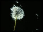Sogni la Fine (Declino n�2)