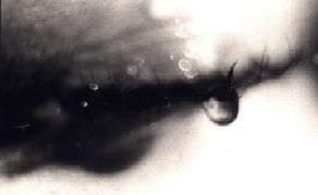 Il dolore ripetuto (Furia n�3)  