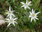 Ricerca d'identit�