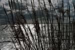 Silente