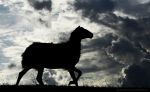 Black sheep  