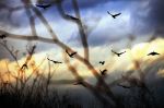 Free to be  