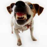 Perch� diffido dagli animali  