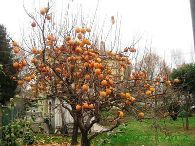 Il mio autunno