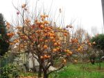 Il mio autunno