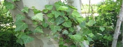 Abbracci
