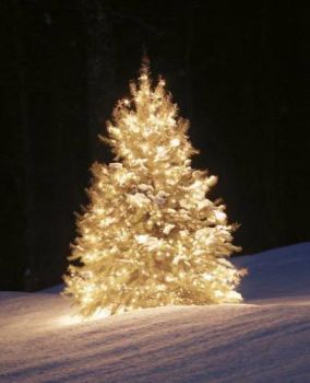 L'albero di luci e stelle  