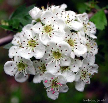 Fiori di pero  