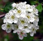 Fiori di pero  