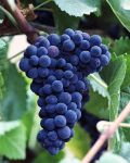 L'odore del mosto selvatico  