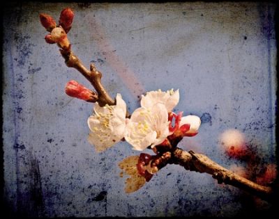 Fiori di mandorlo
