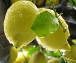 L'odore dei limoni