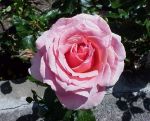 Come rosa selvatica  
