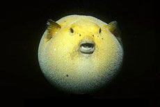 Tetradotossina