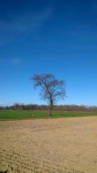 La tua voce � un campo arato