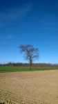 La tua voce � un campo arato