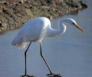L�airone bianco