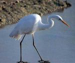 L�airone bianco