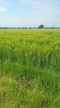 L�erba di aprile