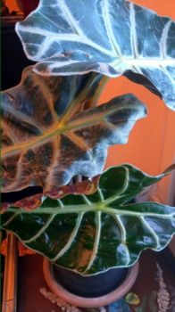 Inconsapevole