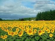 I girasoli  
