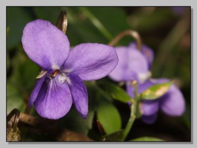 Sui sentieri di viole  