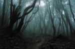 La selva oscura