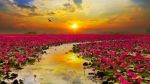 Navigando in un mare rosa