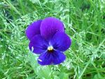 Viole