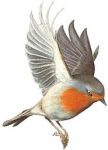 Il Pettirosso  