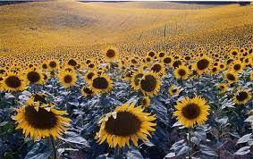 Girasoli