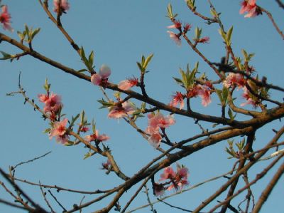 Fiori di pesco