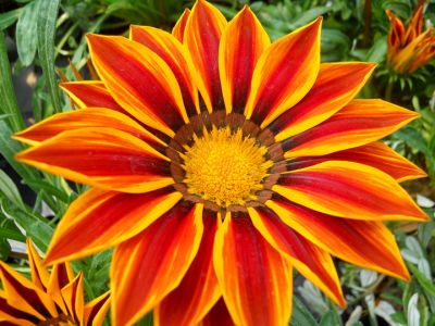 Un fiore profumato  