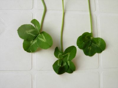 Tre quadrifogli