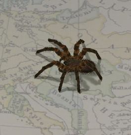 Ragno