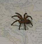Ragno