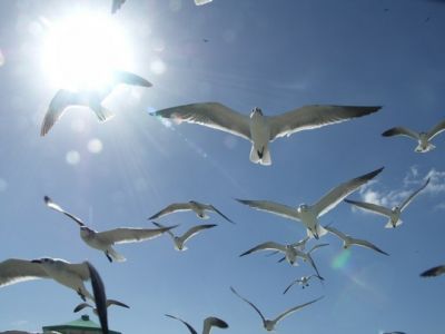 Sussulti di cielo