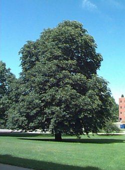 Alberi di citt�