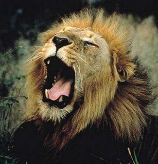 Il leone  