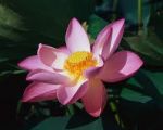 La lezione di un fiore  