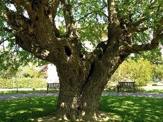 L�ombra del gelso
