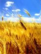 Grano