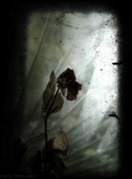 La Rose  