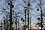 D�solation  