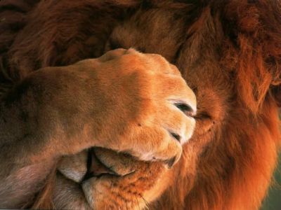 Il Leone � ferito!