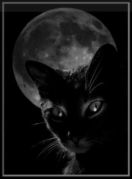 Gatto nero!