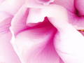 L'amore