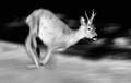 Correr�