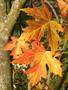 L'autunno